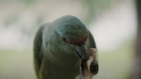Festive Parrot With A Tea Bag On Its Beak Against Bokeh Background. Stock Footage 217367264