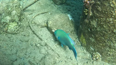 Festive Parrotfish Eats and Does its Business Stock Footage 305900620