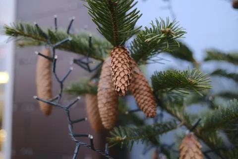 Festive pine cones and lights on a green tree branch Stock Photos