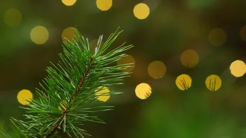 Festive Pine Needle Branch against Blinking Holiday Bokeh Loop Background Video stock 344057957
