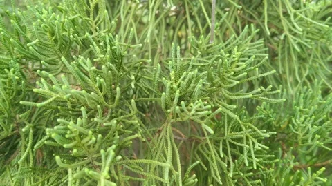 Festive Pine Tree Branch with Christmas Season Vibe Stock Footage 347349203