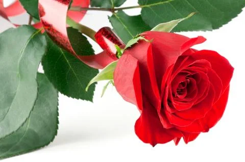Festive red rose Stock Photos