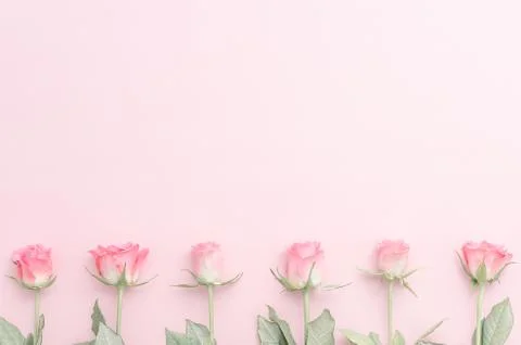 Festive rose bud flower composition on the pastel pink background. Overhead top Stock Photos