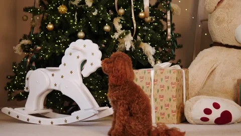 A festive scene featuring a happy dog ​​surrounded by Christmas decorations. Stock Footage 293250253