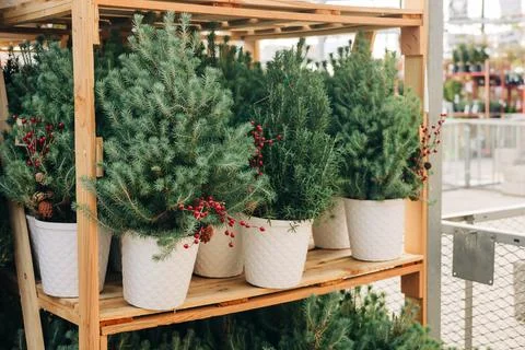 Festive small pine trees with red berries in white pots displayed in a garden Foto stock