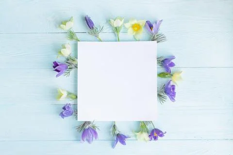 Festive spring flat composition of various spring flowers, snowdrop lumbago Stock Photos