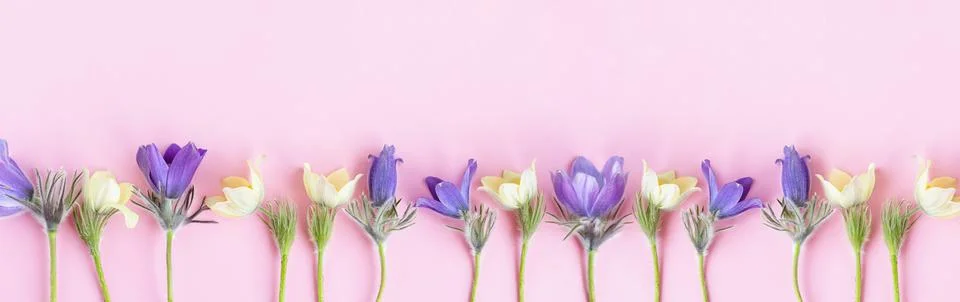 Festive spring flat composition of various spring flowers, snowdrop lumbago Stock Photos