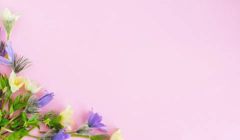 Festive spring flat composition of various spring flowers, snowdrop lumbago Stock Photos