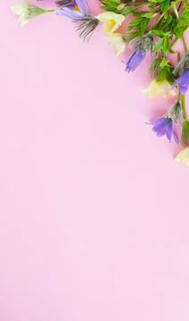 Festive spring flat composition of various spring flowers, snowdrop lumbago Stock Photos