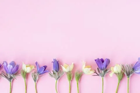 Festive spring flat composition of various spring flowers, snowdrop lumbago Stock Photos