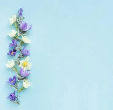 Festive spring flat composition of various spring flowers, snowdrop lumbago Stock Photos