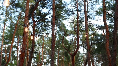 Festive string lights in the woods. String lights suspended at party. Garland of Stock Footage 158164769