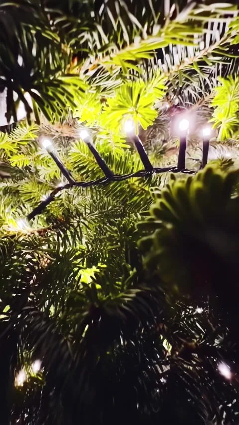 Festive video of a pine branch adorned with glowing Christmas lights Stock Footage 305317157