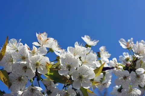 Festive white flowers of a cherry tree, cherry trees illuminated by the sun. Stock Photos
