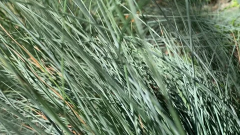 Festuca glauca Video stock 296438727