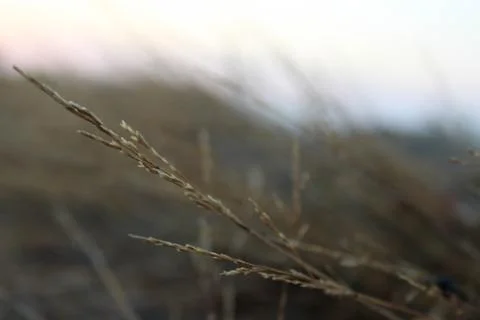 Festuca pratensis Stock Photos