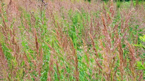 Festuca rubra field in blooming phase with red and pink panicles. Видео 340511325