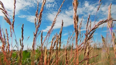 Festuca rubra inflorescences, red grass, group plant, meadow. 動画素材 337661155