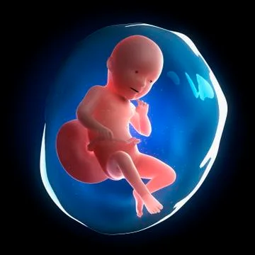 Fetal development, artwork Stock Illustration