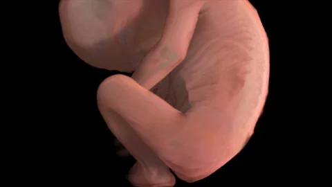 Fetal Urinary System, Animation Vidéo 113243645