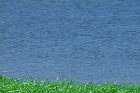 Fetch 2 Stock Footage 137093