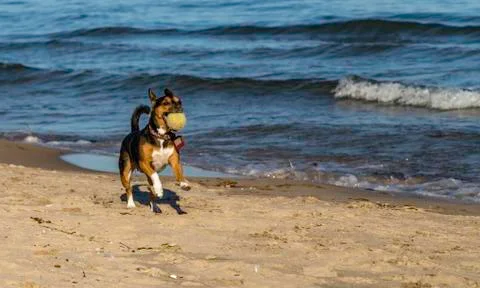 Fetch on the beach Stock Photos