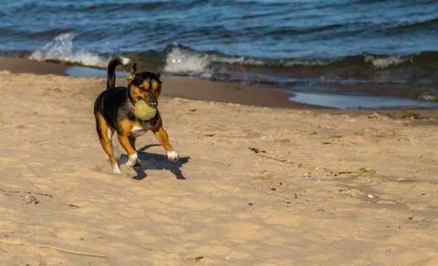 Fetch on the beach Stock Photos