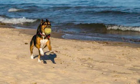 Fetch on the beach Stock Photos