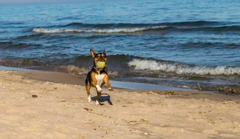 Fetch on the beach 스톡 사진