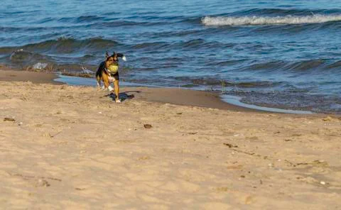 Fetch on the beach Stock Photos