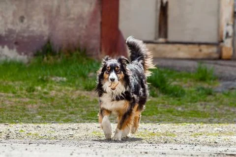 Fetch dog running Stock Photos