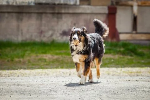 Fetch dog running Stock Photos