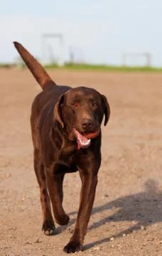 Fetch Stock Photos