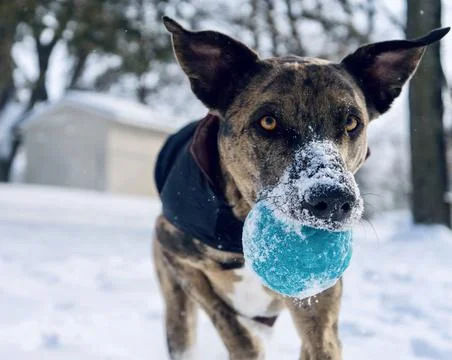 Fetch Stock Photos