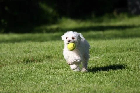Fetch! Foto stock