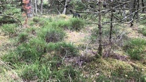 Fetch the Stick Dog Playing in the Forrest 4K Nature Pets Stock Footage 114776033