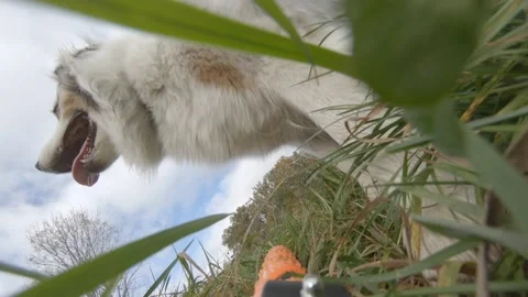 Fetch stick perspective of dog playing fetch Stock Footage 152510316