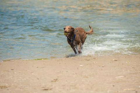 Fetching the ball from ocean water. Stock Photos