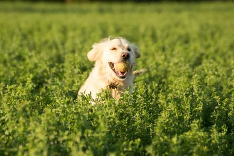 Fetching the Ball Stock Photos