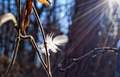 Fether on the tree Stock Photos