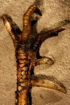 Fetish stuff in the sand Foto stock