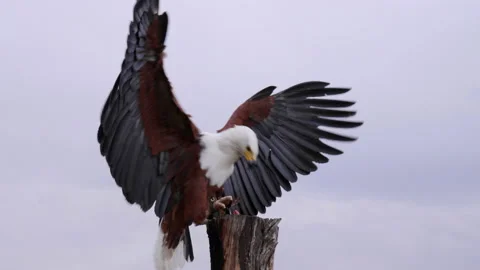 A fettered fish-eagle flies up to eat on top of a wooden pole. Stock Footage 202653987