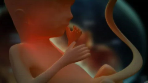 Fetus 01 Video stock 371309