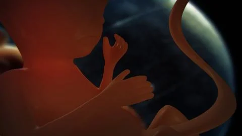 Fetus 1 Stock Illustration