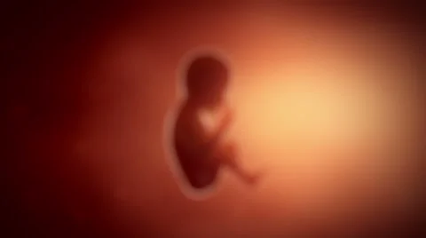 Fetus baby moving pregnancy concept Stock Footage