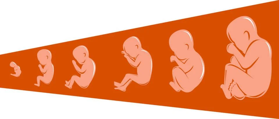 Fetus development 8 to 40 weeks Illustration of fetus development from 8 t... Stock Photos