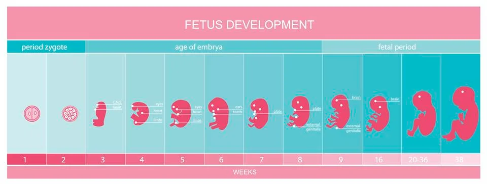 Fetus development Stock Illustration