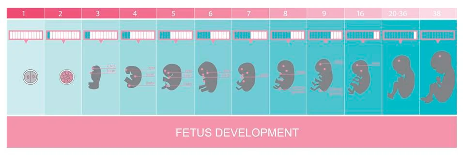 Fetus development Stock Illustration