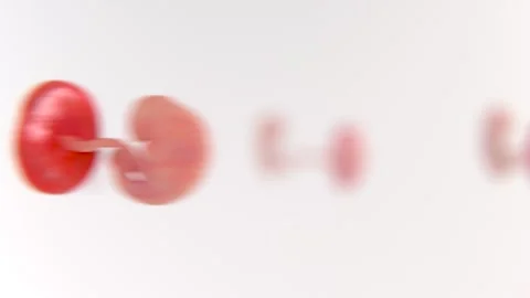 Fetus Development Stages and Embryo development Stages in Realistic Video Stock Footage 289331674