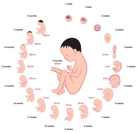 Fetus development stages size during pregnancy infographic diagram Stock Illustration
